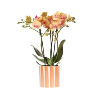 Orange Phalaenopsis Orchidee - Bolzano + Painted Stripe Topf Orange