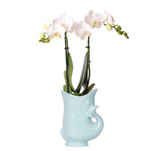 Weiße Phalaenopsis Orchidee - Amabilis im Fischtopf türkis