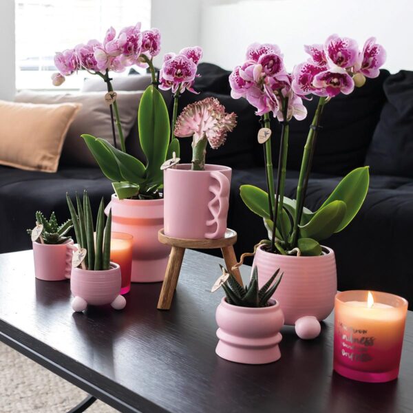 thumbnail_6000-1052.jpg COMBI DEAL von 2 rosa lila Phalaenopsis Orchideen - El Salvador
