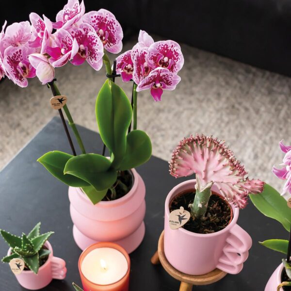 thumbnail_6000-1053.jpg COMBI DEAL von 2 rosa lila Phalaenopsis Orchideen - El Salvador