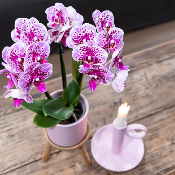 thumbnail_6000-1055.jpg COMBI DEAL von 2 rosa lila Phalaenopsis Orchideen - El Salvador