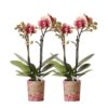 COMBI DEAL von 2 gelben roten Phalaenopsis-Orchideen - Spanien