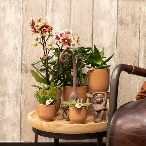 thumbnail_6000-1058.jpg COMBI DEAL von 2 gelben roten Phalaenopsis-Orchideen - Spanien