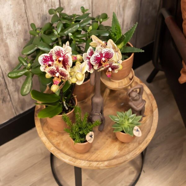 thumbnail_6000-1059.jpg COMBI DEAL von 2 gelben roten Phalaenopsis-Orchideen - Spanien