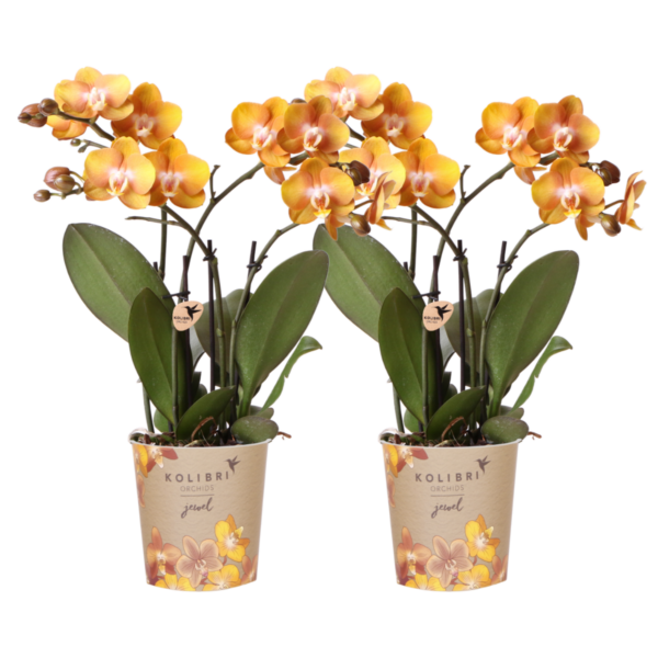 thumbnail_6000-106.png KOMBI ANGEBOT von 2 Phalaenopsis-Orchideen - Las Vegas