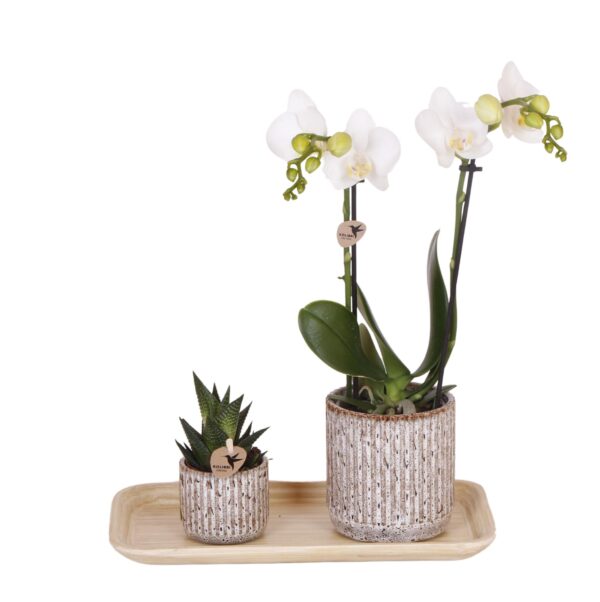 thumbnail_6000-1060.jpg Set aus gelber roter Orchidee und Sukkulente auf Bambustablett