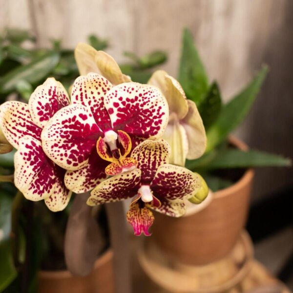 thumbnail_6000-1061.jpg COMBI DEAL von 2 gelben roten Phalaenopsis-Orchideen - Spanien