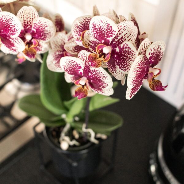 thumbnail_6000-1064.jpg COMBI DEAL von 2 gelben roten Phalaenopsis-Orchideen - Spanien
