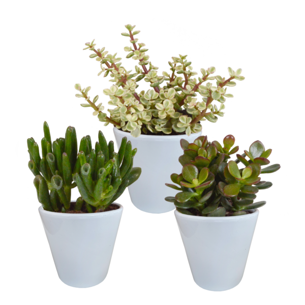 thumbnail_6000-1069.png Crassula mix im Weiße Topf | 3 Stücke