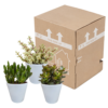 Crassula mix im Weiße Topf | 3 Stücke