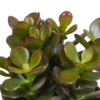 Crassula mix im Weiße Topf | 3 Stücke