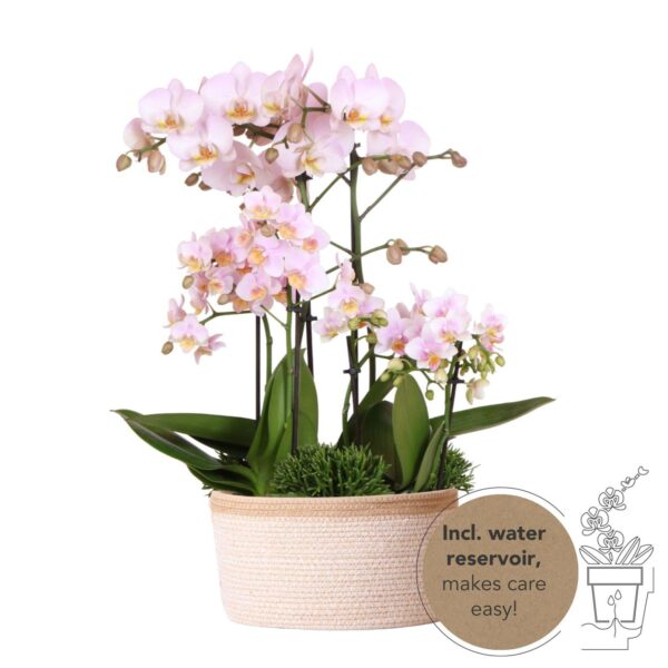 thumbnail_6000-1113.jpg rosa Pflanzenset im Baumwollkorb inkl. Wassertank | drei rosa Orchideen und drei Grünpflanzen | Feldblumenstrauß rosa mit autarkem Wassertank
