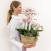 rosa Pflanzenset im Baumwollkorb inkl. Wassertank | drei rosa Orchideen und drei Grünpflanzen | Feldblumenstrauß rosa mit autarkem Wassertank