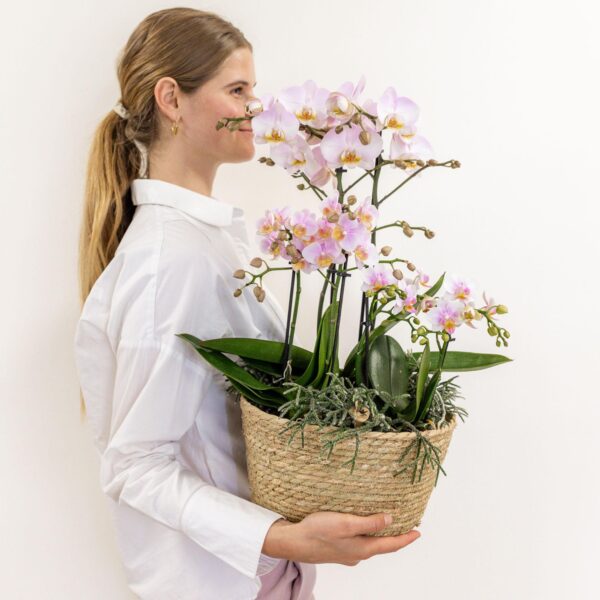 thumbnail_6000-1115.jpg rosa Pflanzenset im Baumwollkorb inkl. Wassertank | drei rosa Orchideen und drei Grünpflanzen | Feldblumenstrauß rosa mit autarkem Wassertank