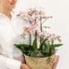 rosa Pflanzenset im Baumwollkorb inkl. Wassertank | drei rosa Orchideen und drei Grünpflanzen | Feldblumenstrauß rosa mit autarkem Wassertank