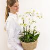 weißes Pflanzenset im Schilfkorb inkl. Wassertank | drei weiße Orchideen und drei Grünpflanzen | Feldstrauß weiß mit autarkem Wassertank