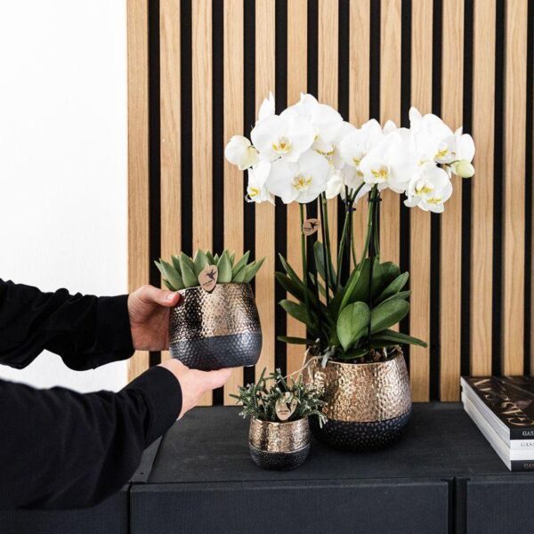 thumbnail_6000-1184.jpg Komplettes Pflanzenset Home Hub | Grünpflanzen mit weißer Phalaenopsis-Orchidee inkl. schwarzen Keramik-Ziertöpfen und Zubehör