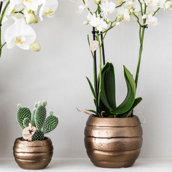 thumbnail_6000-1186.jpg Komplettes Pflanzenset Home Hub | Grünpflanzen mit weißer Phalaenopsis-Orchidee inkl. schwarzen Keramik-Ziertöpfen und Zubehör