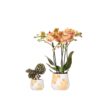 Pflanzenset Coral Orange | Set mit orangefarbener Phalaenopsis-Orchidee Jamaica Ø9cm und grüner Pflanze Sukkulente Calathea Ø6cm | inkl. orangefarbene Keramik-Übertopfe
