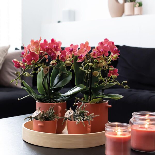 COMBI DEAL von 2 roten Phalaenopsis Orchideen - Congo
