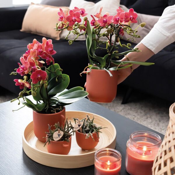 COMBI DEAL von 2 roten Phalaenopsis Orchideen - Congo
