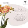 Pflanzenset Coral Orange | Set mit orangefarbener Phalaenopsis-Orchidee Jamaica Ø9cm und grüner Pflanze Sukkulente Calathea Ø6cm | inkl. orangefarbene Keramik-Übertopfe