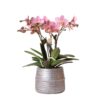 Rosa Phalaenopsis-Orchidee - Treviso im Groove-Topf silber