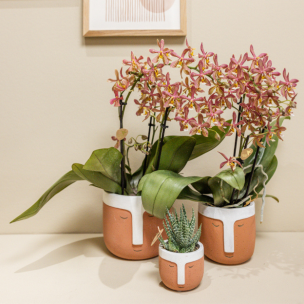 thumbnail_6000-126.png Oranje Phalaenopsis orchidee - Spider