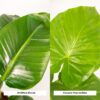 Strelitzia Nicolai & Alocasia Macrorrhiza