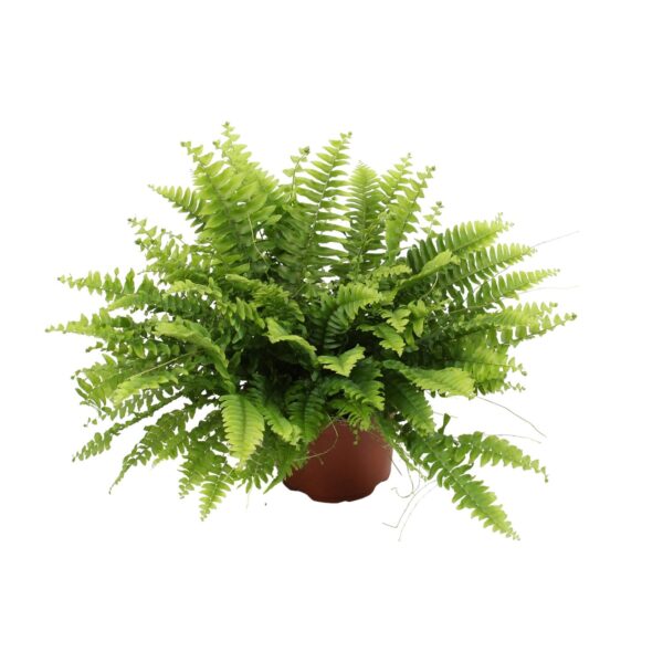 thumbnail_6000-1410.jpg Nephrolepis Boston Green Moment