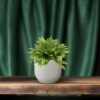 Nephrolepis Boston Green Moment