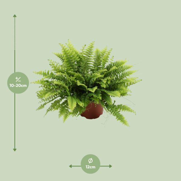 thumbnail_6000-1416.jpg Nephrolepis Boston Green Moment