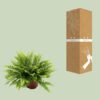 Nephrolepis Boston Green Moment