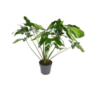 thumbnail_6000-1442.jpg Philodendron Grünes Wunder