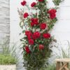 Rosa Crazy im love 'Red'