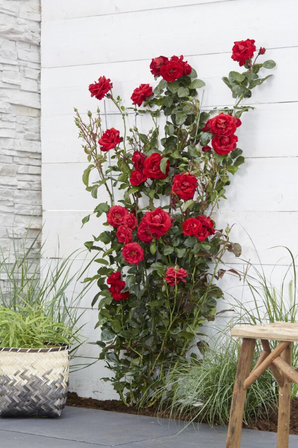Rosa Crazy im love 'Red'