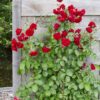 Rosa Crazy im love 'Red'