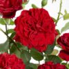 Rosa Crazy im love 'Red'