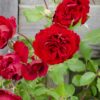 Rosa Crazy im love 'Red'