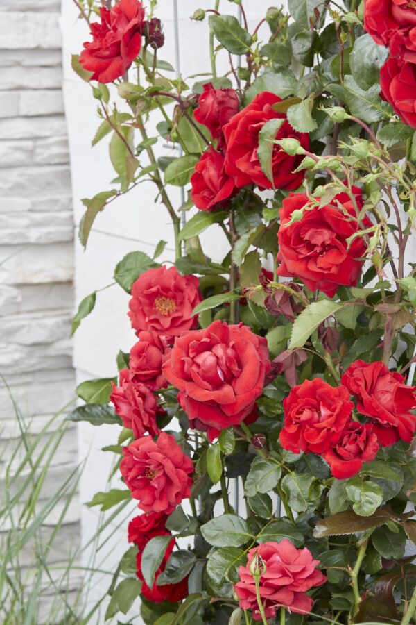 Rosa Crazy im love 'Red'