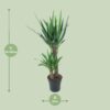Yucca Elephantipes