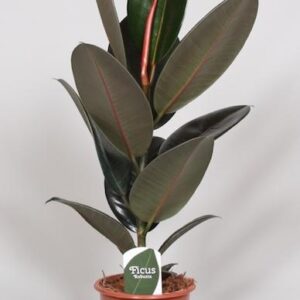 thumbnail_6000-1501.jpg Ficus Elastica Abidjan