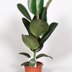 Ficus Elastica Robusta