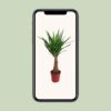 Yucca "Maya-Baum"