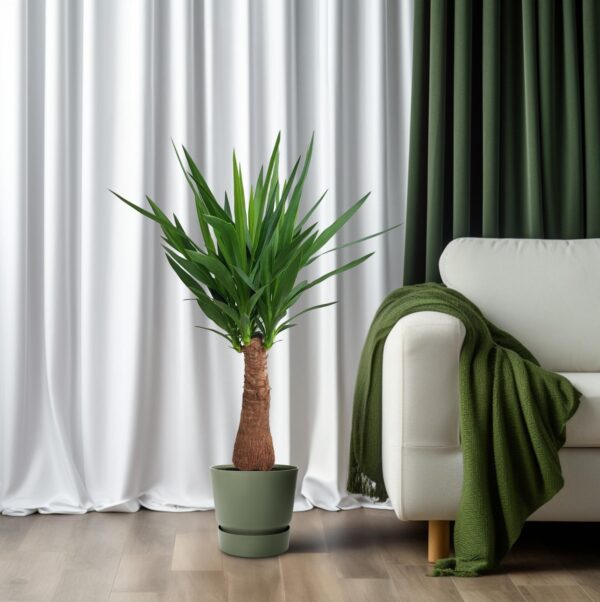 thumbnail_6000-1514.jpg Yucca "Maya-Baum"