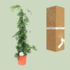 Monstera Monkey Leaf M