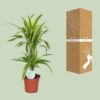Dracaena Zitrone-Limette