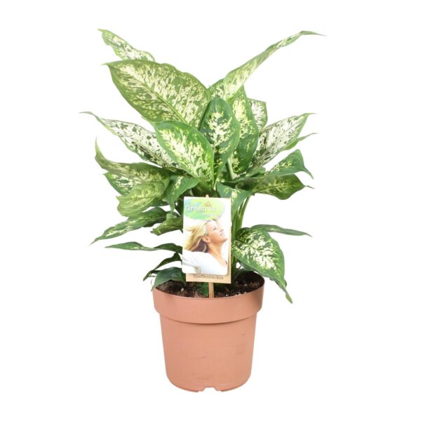 thumbnail_6000-1639.jpg Dieffenbachia Compacta