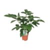 Schefflera Actinophylla Smaragdgrün