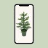 Araucaria Heterophylla